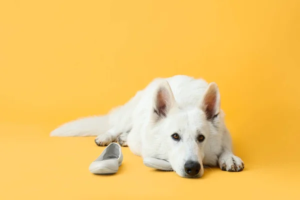Divertido Perro Travieso Jugando Con Zapatos Fondo Color —  Fotos de Stock