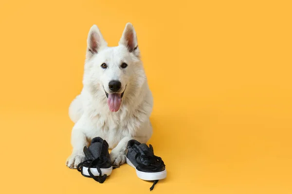 面白いいたずらな犬遊びで靴で色の背景 — ストック写真