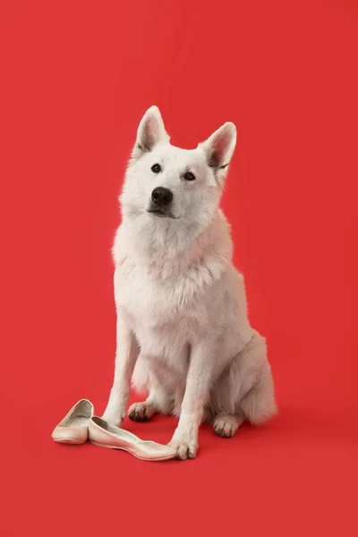 Cão Safado Engraçado Com Sapatos Fundo Cor — Fotografia de Stock