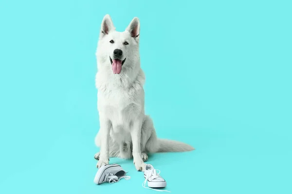 Cão Safado Engraçado Com Sapatos Fundo Cor — Fotografia de Stock