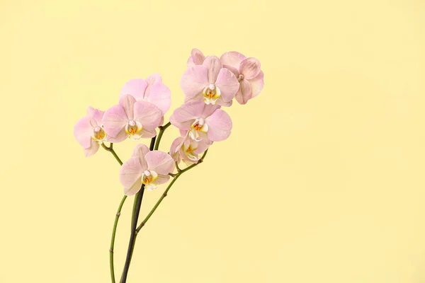 Krásné Orchidej Květiny Barevném Pozadí — Stock fotografie