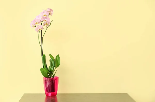 Hermosa Planta Orquídea Mesa Contra Fondo Color — Foto de Stock