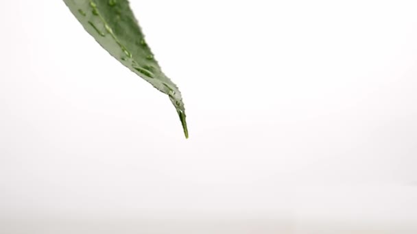 Hoja Verde Con Gotas Agua Sobre Fondo Blanco — Vídeo de stock