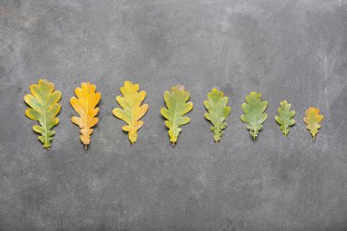 Koyu arkaplanda güzel sonbahar yaprakları