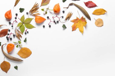 Beyaz arkaplanda güzel sonbahar kompozisyonu