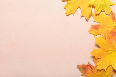 Renk arkaplanında yaprakları olan güzel sonbahar kompozisyonu