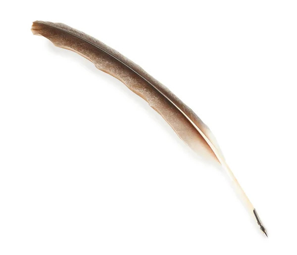 Feather Pen White Background — Stock Photo, Image