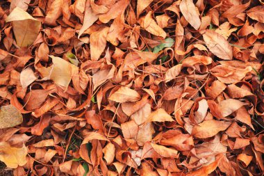 Sonbahar parkında yere düşen yapraklar.