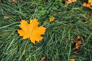 Sonbahar parkında düşen yapraklar