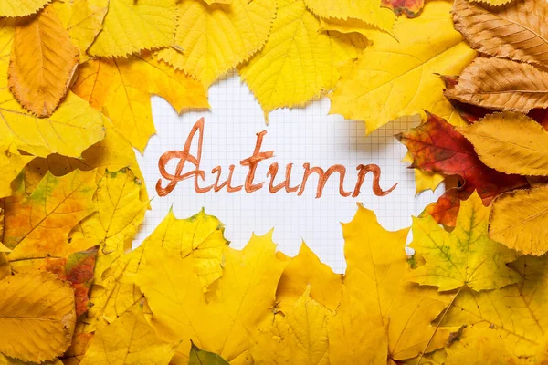 Krásné Listy Slovem Autumn Bílém Pozadí — Stock fotografie