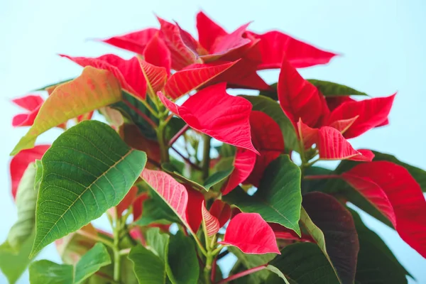 Christmas Plant Poinsettia Color Background Closeup — Stock Photo, Image