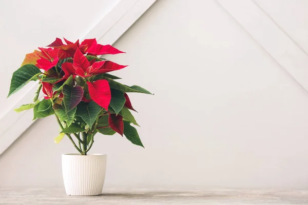 Natal Poinsettia Planta Mesa Contra Fundo Luz — Fotografia de Stock