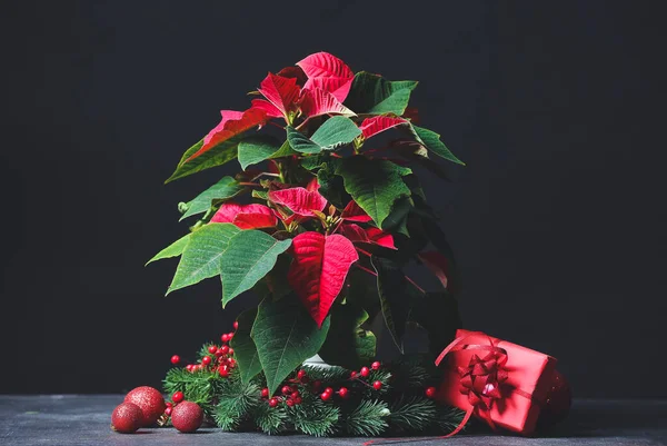 Χριστουγεννιάτικο Φυτό Poinsettia Και Διακόσμηση Στο Τραπέζι — Φωτογραφία Αρχείου