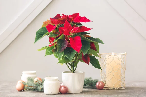 Planta Navidad Poinsettia Decoración Mesa — Foto de Stock