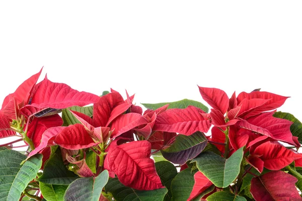 Planta Navidad Poinsettia Sobre Fondo Blanco — Foto de Stock