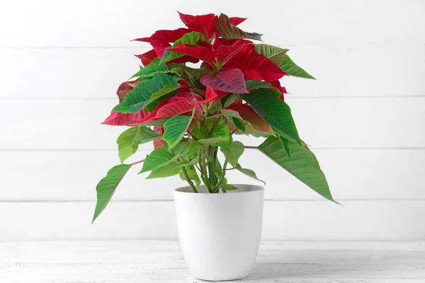 Christmas Plant Poinsettia White Wooden Background — Stock Photo, Image