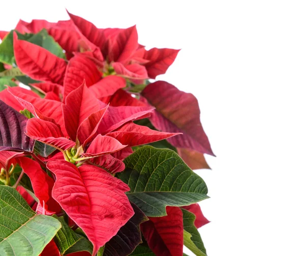 Planta Navidad Poinsettia Sobre Fondo Blanco — Foto de Stock