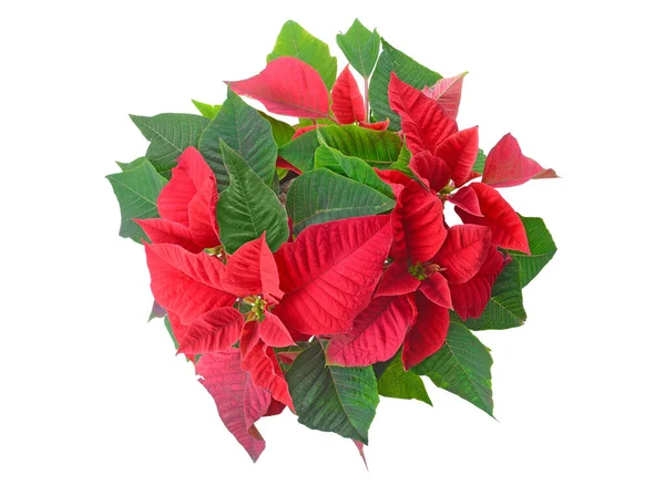 Vánoční Rostlina Poinsettia Bílém Pozadí — Stock fotografie