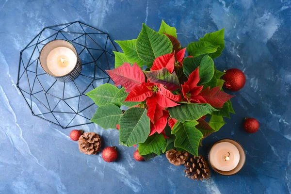 Рождественское Растение Пуансеттия Декор Цветном Фоне — стоковое фото