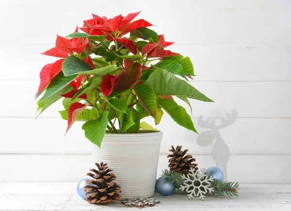 Pianta Natale Poinsettia Arredamento Sfondo Legno Bianco — Foto Stock