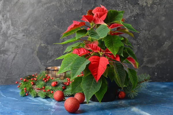 Рождественское Растение Пуансеттия Декор Столе — стоковое фото