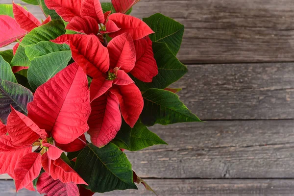 Planta Navidad Poinsettia Sobre Fondo Madera — Foto de Stock