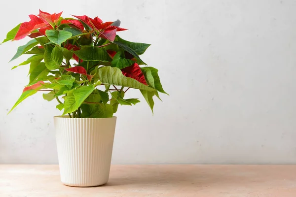 Christmas Plant Poinsettia Table — Stock Photo, Image