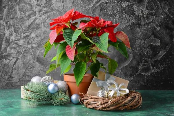 Рождественское Растение Пуансеттия Декор Столе — стоковое фото