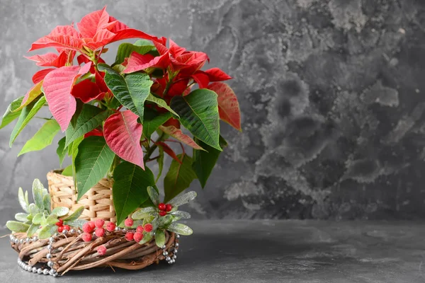 Χριστουγεννιάτικο Φυτό Poinsettia Και Διακόσμηση Στο Τραπέζι — Φωτογραφία Αρχείου