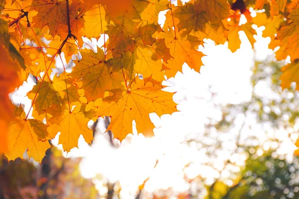 Beautiful Tree Autumn Park Closeup — Stock Photo, Image