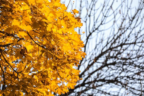 Hermoso Árbol Parque Otoño — Foto de Stock