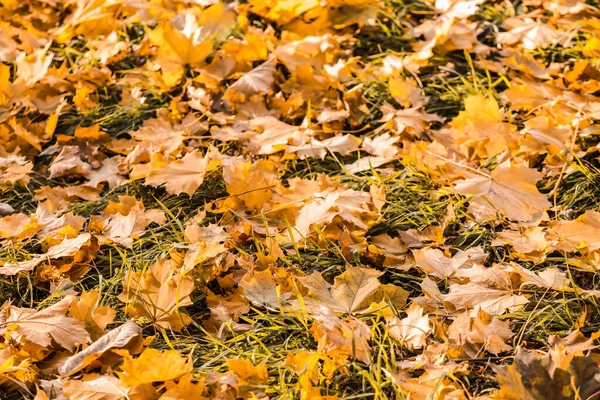 Fallen Leaves Ground Autumn Park — Stock Photo, Image