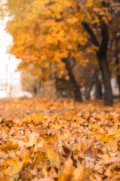 Fallen Leaves Ground Autumn Park — Stock Photo, Image