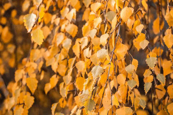 Prachtige Boom Het Herfstpark Close — Stockfoto