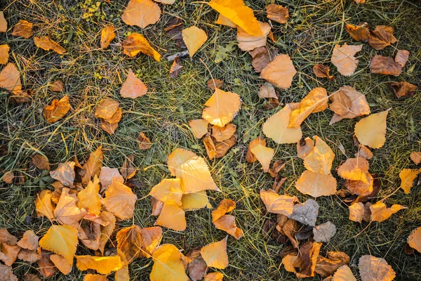 Autumn Leaves Ground Park — Stock Photo, Image