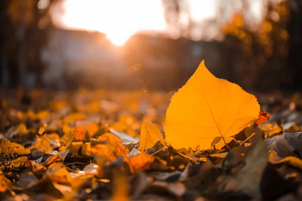 Autumn Leaves Ground Park Closeup — Stock Photo, Image