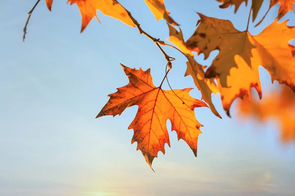 Tree Branch Blue Sky Autumn Day — Stock Photo, Image