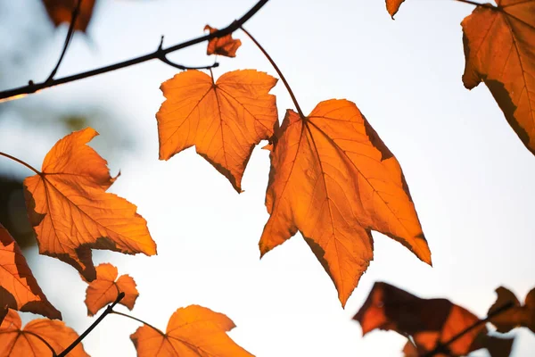 Tree Branch Outdoors Autumn Day — Stock Photo, Image