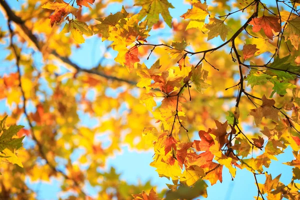 Красивое Дерево Осеннем Парке — стоковое фото