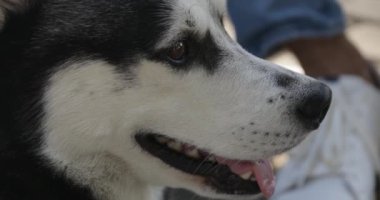 Şirin Husky köpeği dışarıda, yakın plan.