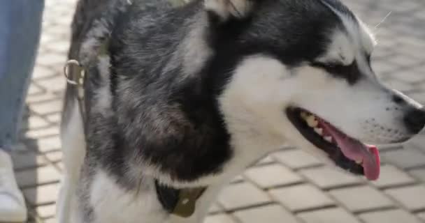 Ägare Promenader Söt Husky Hund Utomhus — Stockvideo