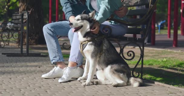 Jovem Casal Com Bonito Husky Cão Descansando Parque — Vídeo de Stock