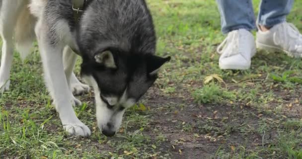 Cão Husky Bonito Comendo Grama Verde Enquanto Caminha Parque — Vídeo de Stock