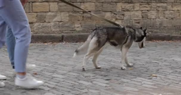 年轻夫妇带着可爱的哈士奇狗在户外散步 — 图库视频影像