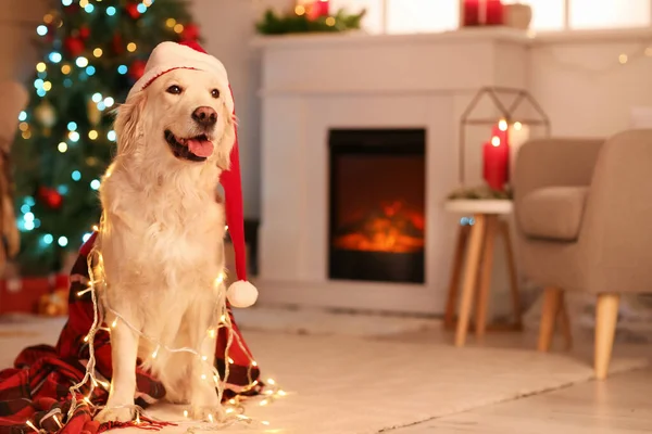 Niedlicher Hund Hause Heiligabend — Stockfoto