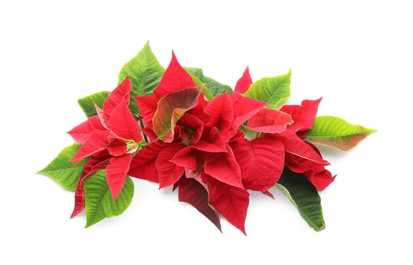 Květiny Vánoční Rostlina Poinsettia Bílém Pozadí — Stock fotografie