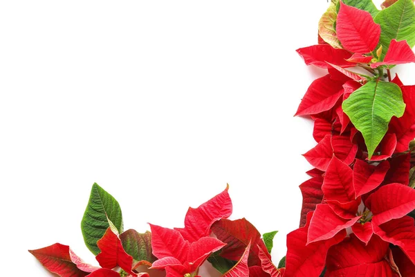 Composición Con Flores Planta Navidad Poinsettia Sobre Fondo Blanco — Foto de Stock