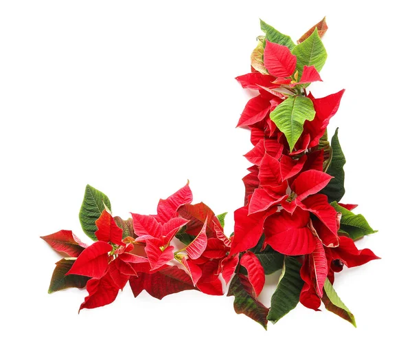 Složení Květy Vánoční Rostliny Poinsettia Bílém Pozadí — Stock fotografie