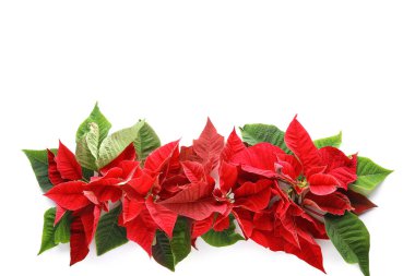 Beyaz arka planda Noel çiçekleri.