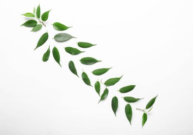 Beyaz arkaplanda yeşil çay yaprakları